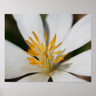 Affiche White Bloodroot Flower Close Up