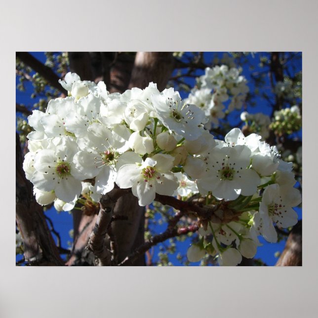 Affiche White Blossoms II (Devant)