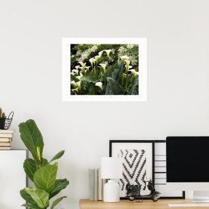 Affiche White Calla Lilies Floral Photographic