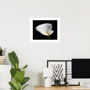 Affiche White Calla Lily Floral Photographic