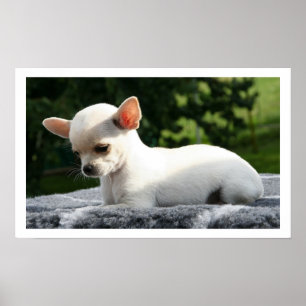 Affiche White Chihuahua Lying in Sun