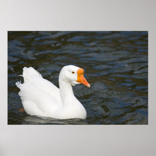 Affiche White Chinese Goose