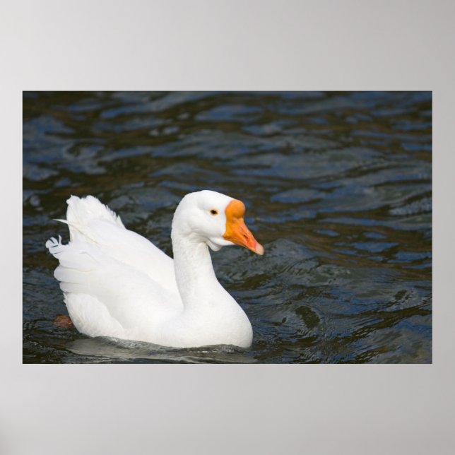 Affiche White Chinese Goose (Devant)