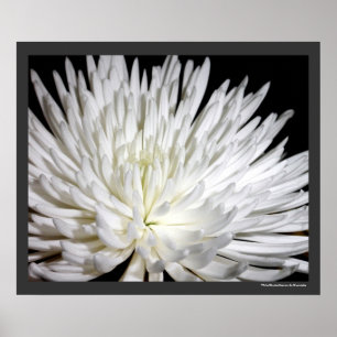 Affiche White Chrysanthemum Flower Mums Flowers Photo
