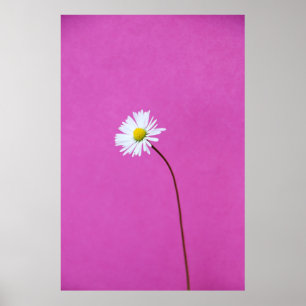 AFFICHE WHITE DAISY ON PINK BACKGROUND