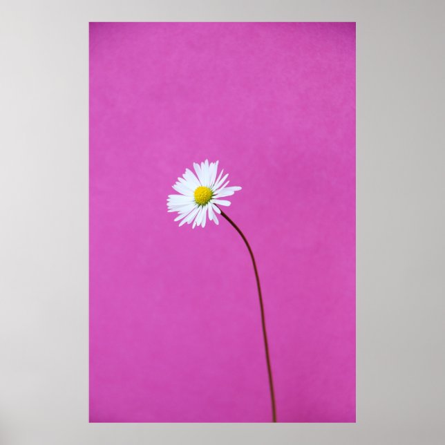 AFFICHE WHITE DAISY ON PINK BACKGROUND (Devant)