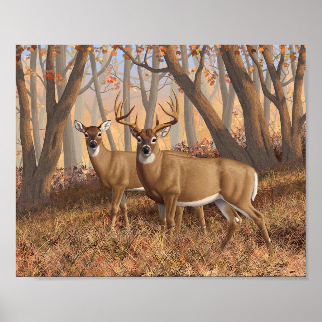 Affiche White Deer Buck & Doe Automne Maple Woods (Devant)