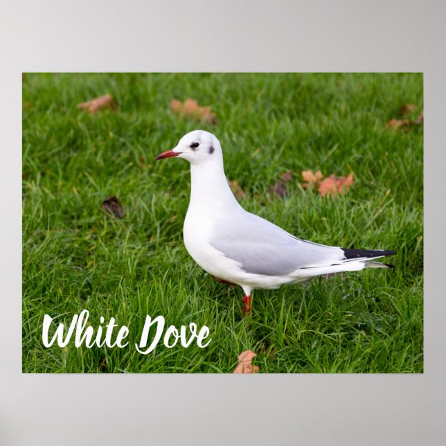 Affiche White Dove for bird and Pigeon lover cadeau (Devant)