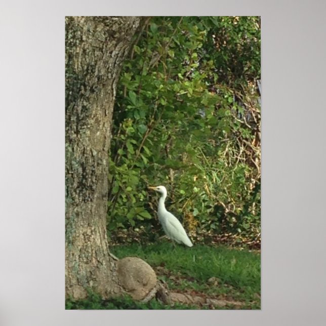 Affiche White Egret (Devant)