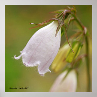 Affiche White Harebell