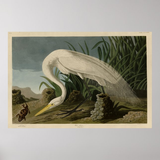 Affiche White Heron, Great Egret, Audubon Birds of America (Devant)