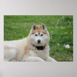Affiche White Husky Dog Belle photographie