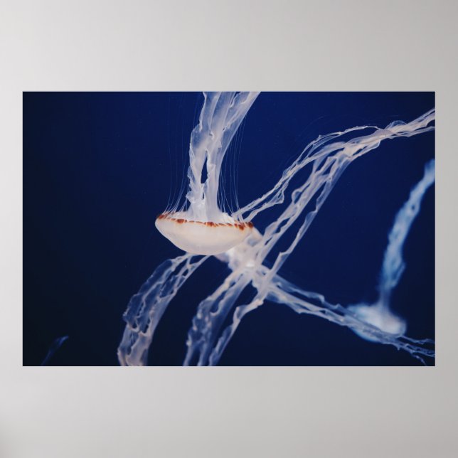AFFICHE WHITE JELLY FISH (Devant)