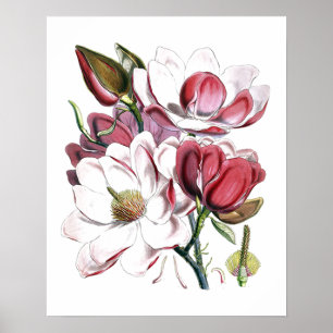 Affiche White Magnolias Flower Vintage Old Illustration