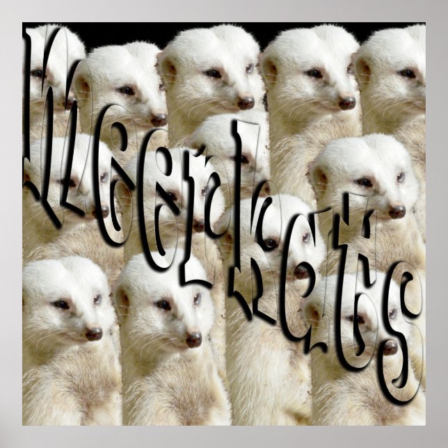 Affiche White Meerkat Army Et Logo, (Devant)