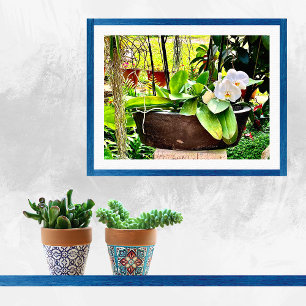 Affiche White Moon Orchid 