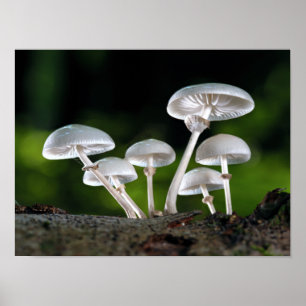 Affiche White Oyster Autumn Mushrooms