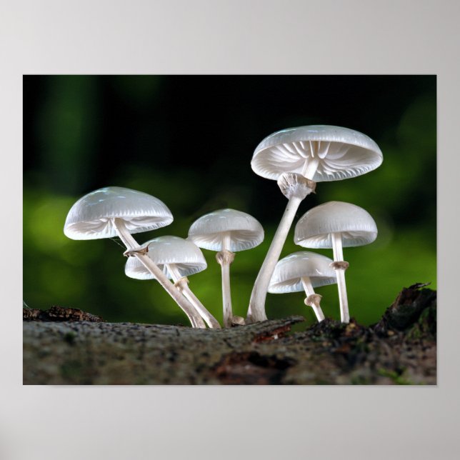 Affiche White Oyster Autumn Mushrooms (Devant)