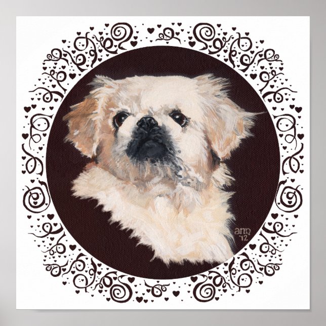 Affiche White Pekingese Head Study (Devant)