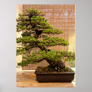 Affiche White Pine Bonsai Tree