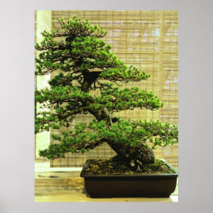 Affiche White Pine Bonsai Tree