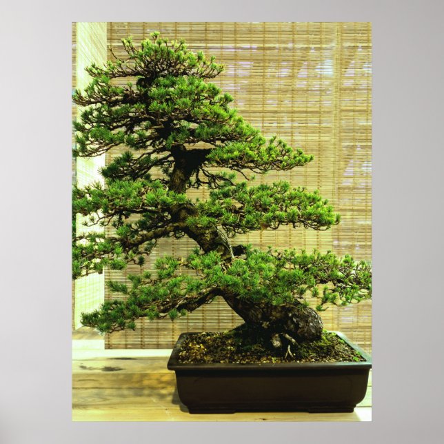 Affiche White Pine Bonsai Tree (Devant)