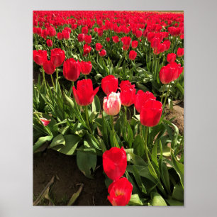 Affiche White & Pink Tulip dans Red Tulip Field, Oregon