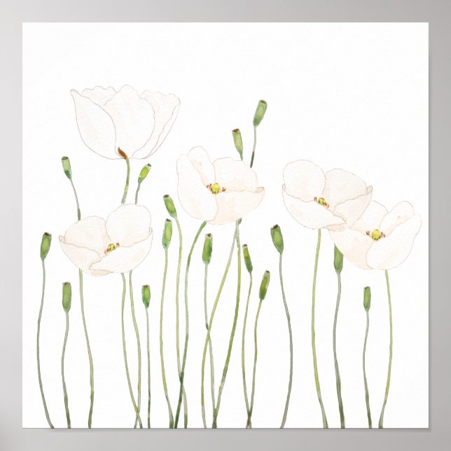 Affiche white poppy watercolor horizontal  (Devant)