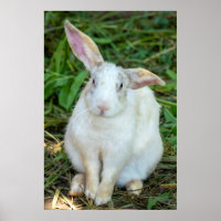 White rabbit (homonymie)