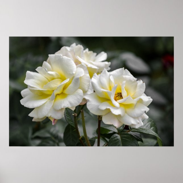 Affiche White Rose Photography (Devant)