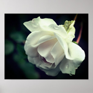 Affiche White Rose With Raindrops Floral