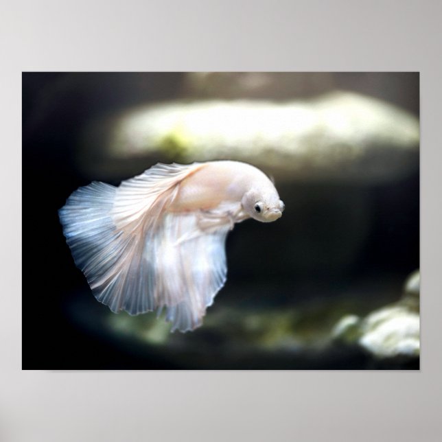 Affiche White siamese Fighting Fish (Devant)