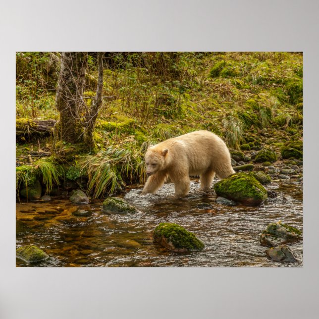 Affiche White Spirit Bear Chasse pour poisson sur Riordan  (Devant)