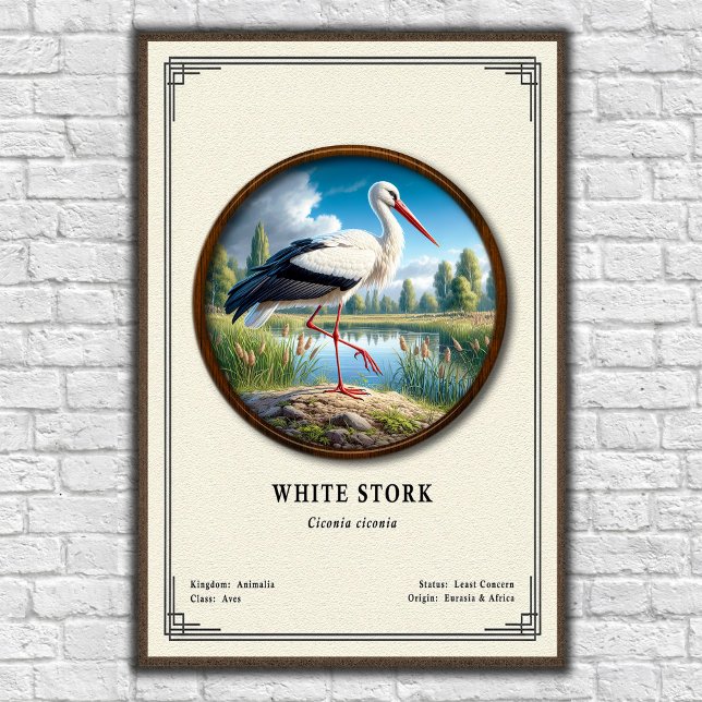 Affiche White Stork Zoology Series (Créateur téléchargé)