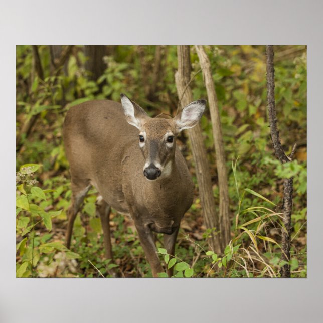 Affiche White Tailed (Devant)
