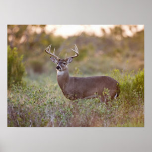 Affiche White-tailed Deer Fall in Texas