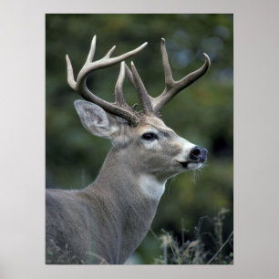 Affiche White-tailed Deer   Washington State