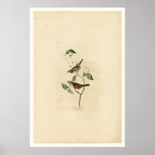 Affiche White Throated Sparrow_Audubon