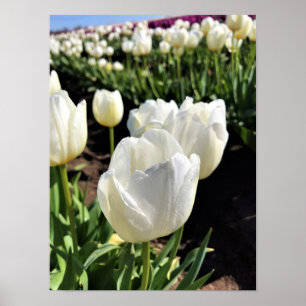 Affiche White Tulips à Field, Woodburn, Oregon