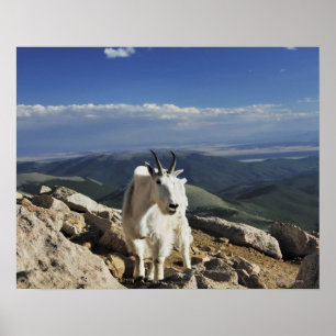 Affiche White Wool Rocky Mountain Chèvre se dresse au somm