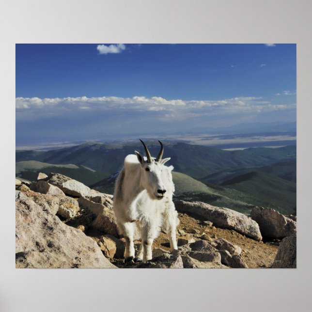 Affiche White Wool Rocky Mountain Chèvre se dresse au somm (Devant)