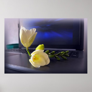 Affiche White yellow freesia