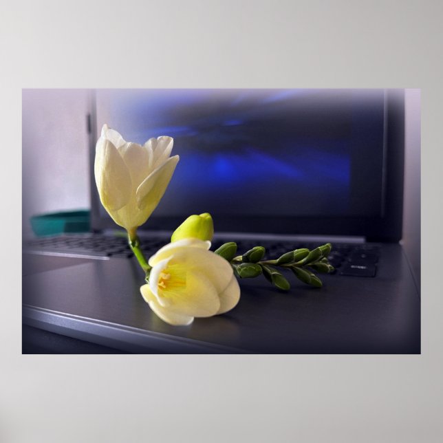 Affiche White yellow freesia (Devant)