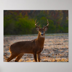 Affiche Whitetail Buck