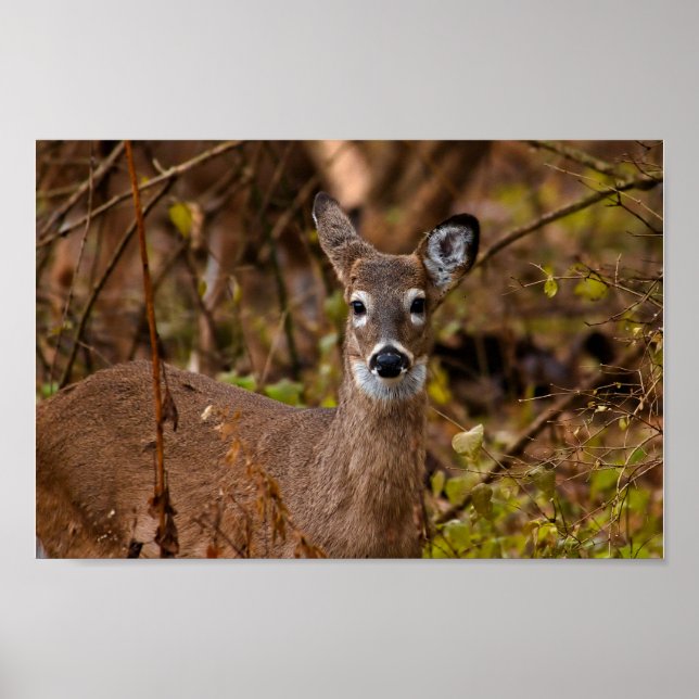Affiche Whitetail Deer (Devant)