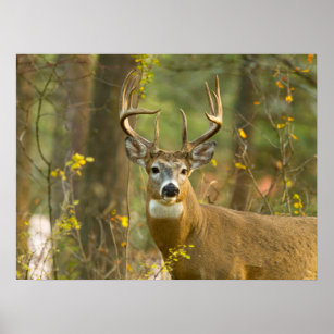 Affiche Whitetail Deer Buck   Corégone, Montana