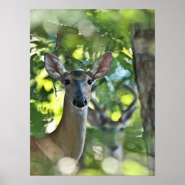 Affiche Whitetail Doe #Photobomb by Creepy Deer (Devant)