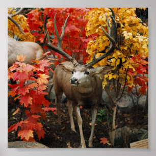 Affiche Whitetail En Automne