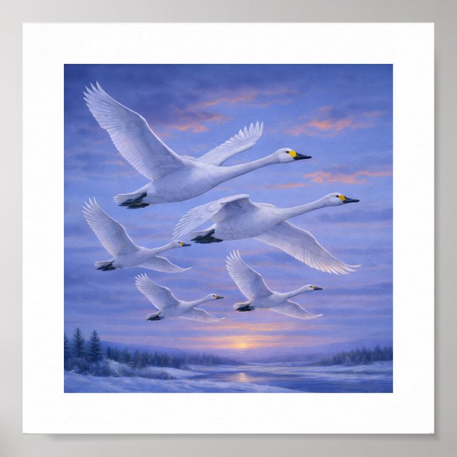 Affiche Whooper Swans in Winter Sky – Japanese Wild Bird (Devant)