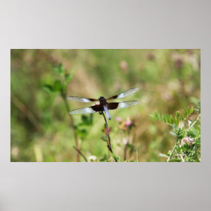Affiche Widow Skimmer